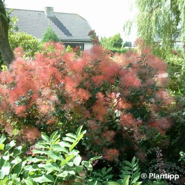 Perückenstrauch Red Spirit - Cotinus coggygria