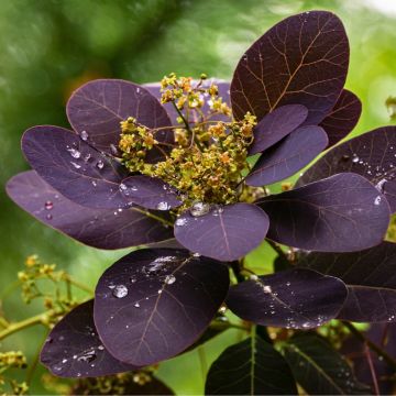 Perückenstrauch Royal Purple - Cotinus coggygria