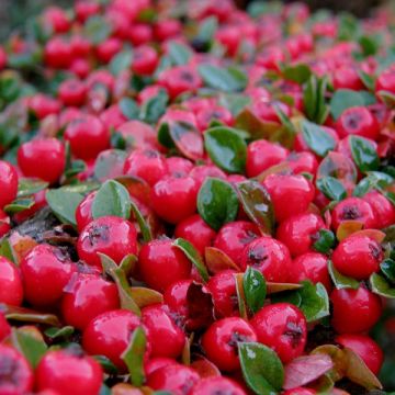 Cotoneaster suecicus Coral Beauty