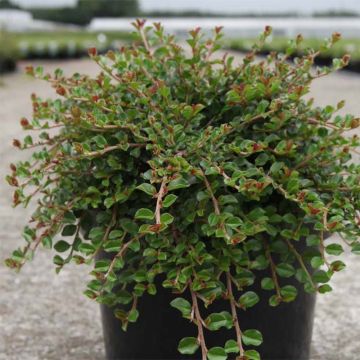 Cotoneaster adpressus Little Gem - Zwergmispel