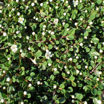 Cotoneaster congestus