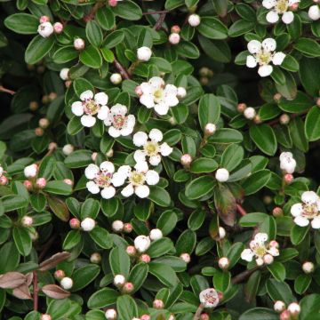 Cotoneaster dammeri Evergreen - Teppich-Zwergmispel