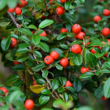 Cotoneaster dammeri Miranda - Teppich-Zwergmispel