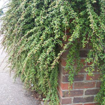 Cotoneaster dammeri Royal Carpet - Teppich-Zwergmispel