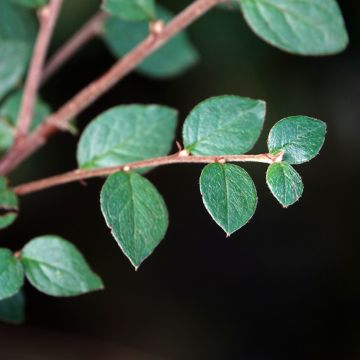 Cotoneaster dielsianus var. elegans - Zwergmispel