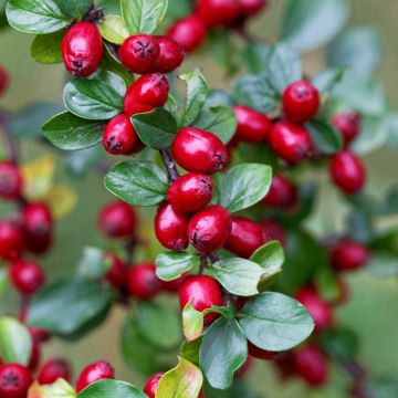 Cotoneaster divaricatus - Zwergmispel