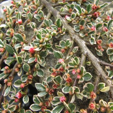 Cotoneaster horizontalis Variegatus - Zwergmispel