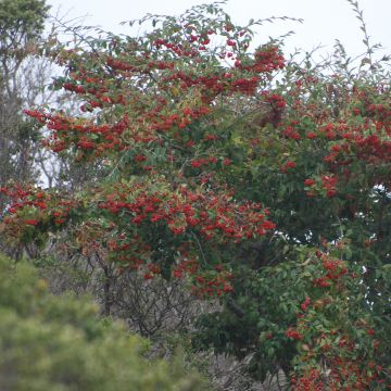 Cotoneaster lacteus - Zwergmispel