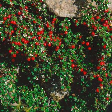 Cotoneaster procumbens Streibs Findling - Teppich-Zwergmispel