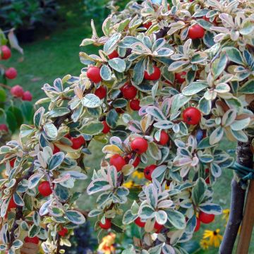 Cotoneaster suecicus Juliette - Zwergmispel