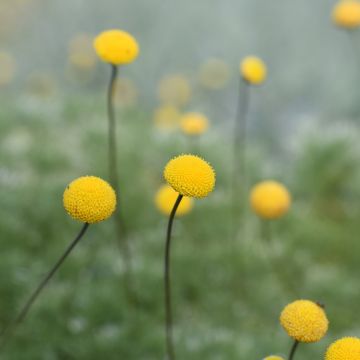 Cotula hispida - Laugenblume