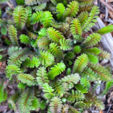 Leptinella squalida - Fiederpolster