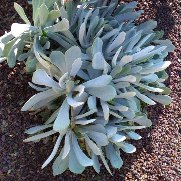 Cotyledon orbiculata Silver Dollar - Cotyledon