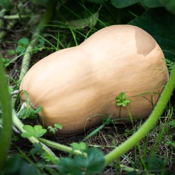 Moschus-Kürbis Musquée Butternut Bio - Ferme de Sainte Marthe