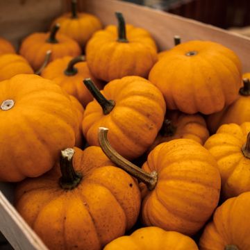 Courge Jack Be Little AB - Ferme de Sainte Marthe