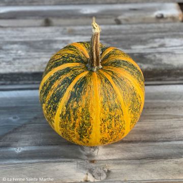 Courgette Lady Godiva AB - Ferme de Sainte Marthe