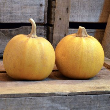 Garten-Kürbis Melonnette Jaspée de Vendée Bio - Ferme de Sainte Marthe