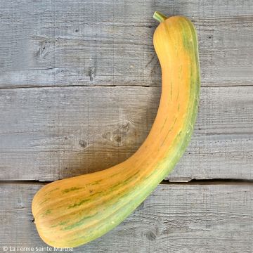 Courge Musquée Longue de Nice AB - Ferme de SAinte Marthe