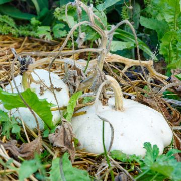 Üfo-Kürbis Pâtisson Blanc Bio - Ferme de Sainte Marthe