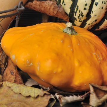 Üfo-Kürbis Pâtisson Orange Bio - Ferme de Sainte Marthe