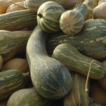 Courge Pleine de Naples - Lunga di Napoli