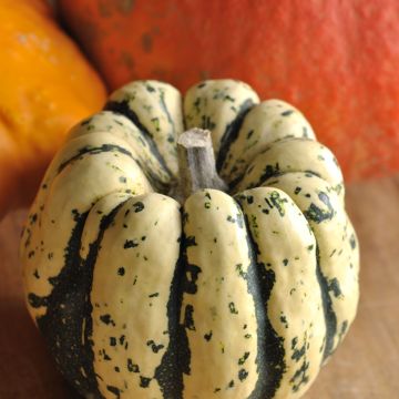 Courgette Sweet dumpling (Patidou) AB - Ferme de Sainte Marthe