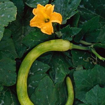 Moschus-Kürbis Trompette d'Albenga