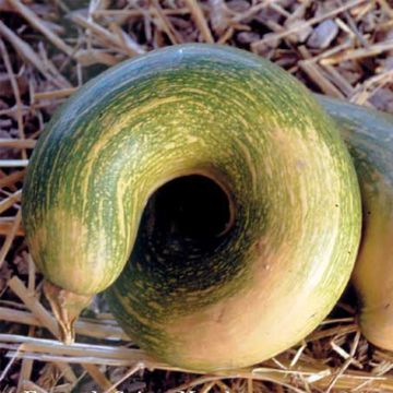 Moschus-Kürbis Tromboncino d'Albinga Bio - Ferme de Sainte Marthe