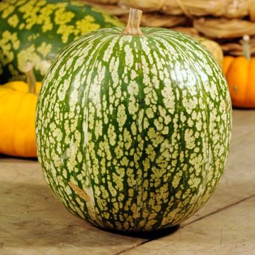 Courge de Siam AB - Ferme de Sainte Marthe