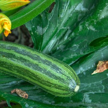 Courge verte Non Coureuse d'Italie - coucourzelle