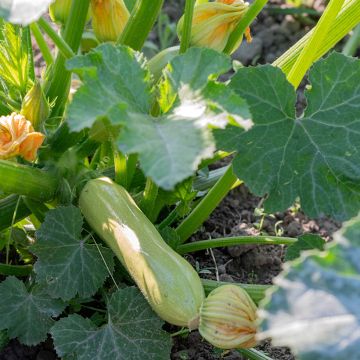 Courgette Adrielle F1 (Création Vilmorin) - Vilmorin