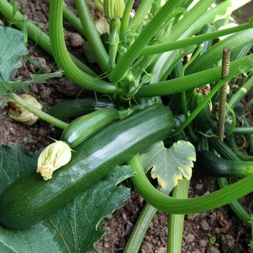 Courgette Ambassador F1