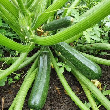 Courgette Anissa F1 (Création Vilmorin) - Vilmorin