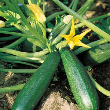 Courgette Belor F1 (Création Vilmorin) - Vilmorin