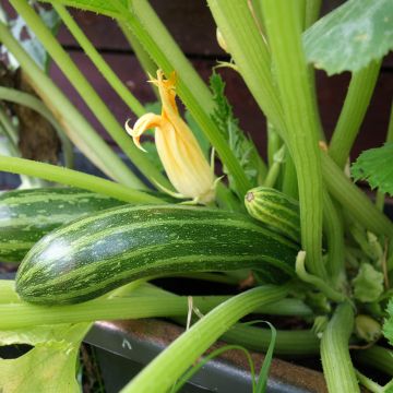 Courgette Coucourzelle Bio - Ferme de Sainte Marthe