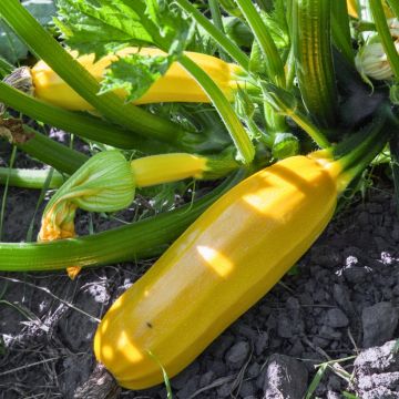 Courgette Easy Pick Gold F1 en plants