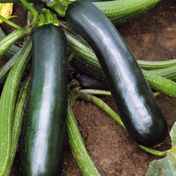 Courgette Easy Pick Green F1 en plants