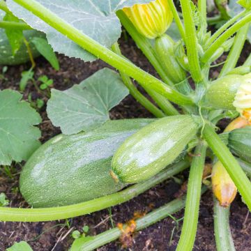 Courgette Greyzini Bio - Ferme de Sainte Marthe