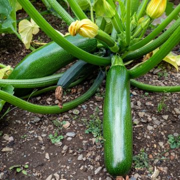 Courgette Kimber F1 en plants GREFFES 