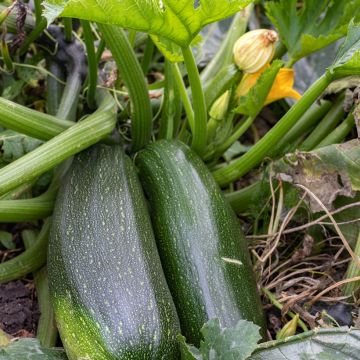 Buschkürbis Verte non coureuse des maraîchers