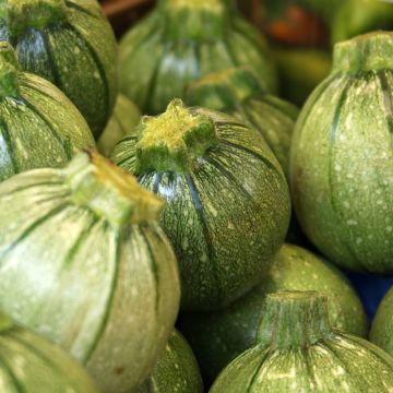 Garten-Kürbis de Nice à fruit rond - Vilmorin