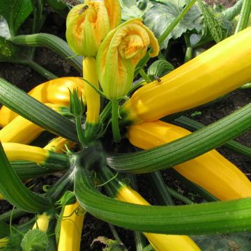 Courgette jaune Sebring F1 en plants GREFFES 