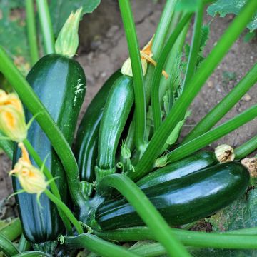 Garten-Kürbis verte noire Bio - Vilmorin