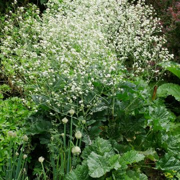 Crambe cordifolia - Chou nuage blanc