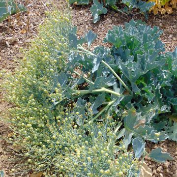 Echter Meerkohl - Crambe maritima