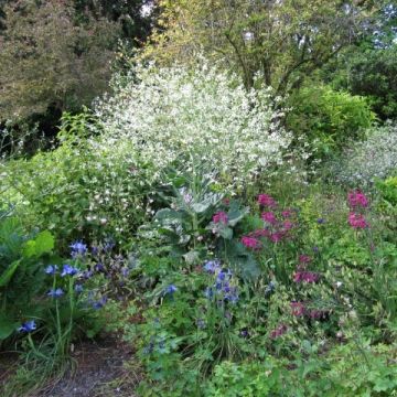 Crambe orientalis Morning Snow - Orientalischer Meerkohl