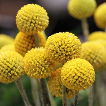 Craspedia globosa - Trommelstöckchen