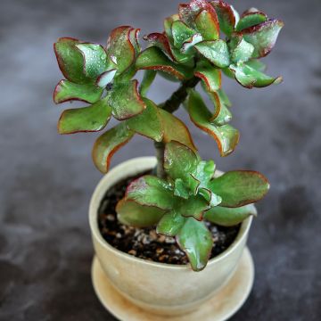 Crassula arborescens Curly Grey - Dickblatt