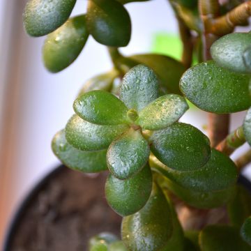 Crassula ovata Minor - Geldbaum