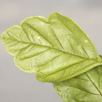 Crataegomespilus dardarii Jules d'Asnière - Weißdornmispel